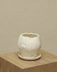 Vaso Orquídea
