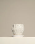 Vaso Orquídea