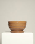 Bowl líneas