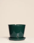 Vaso Liso