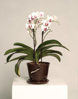 Vaso Liso - Orquidea