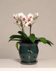 Abertura Chica- Orquidea