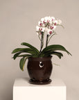 Abertura Chica- Orquidea