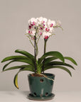 Vaso Liso - Orquidea