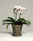 Bordes - Orquidea