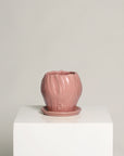 Vaso Orquídea