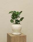 Orquidea Grande