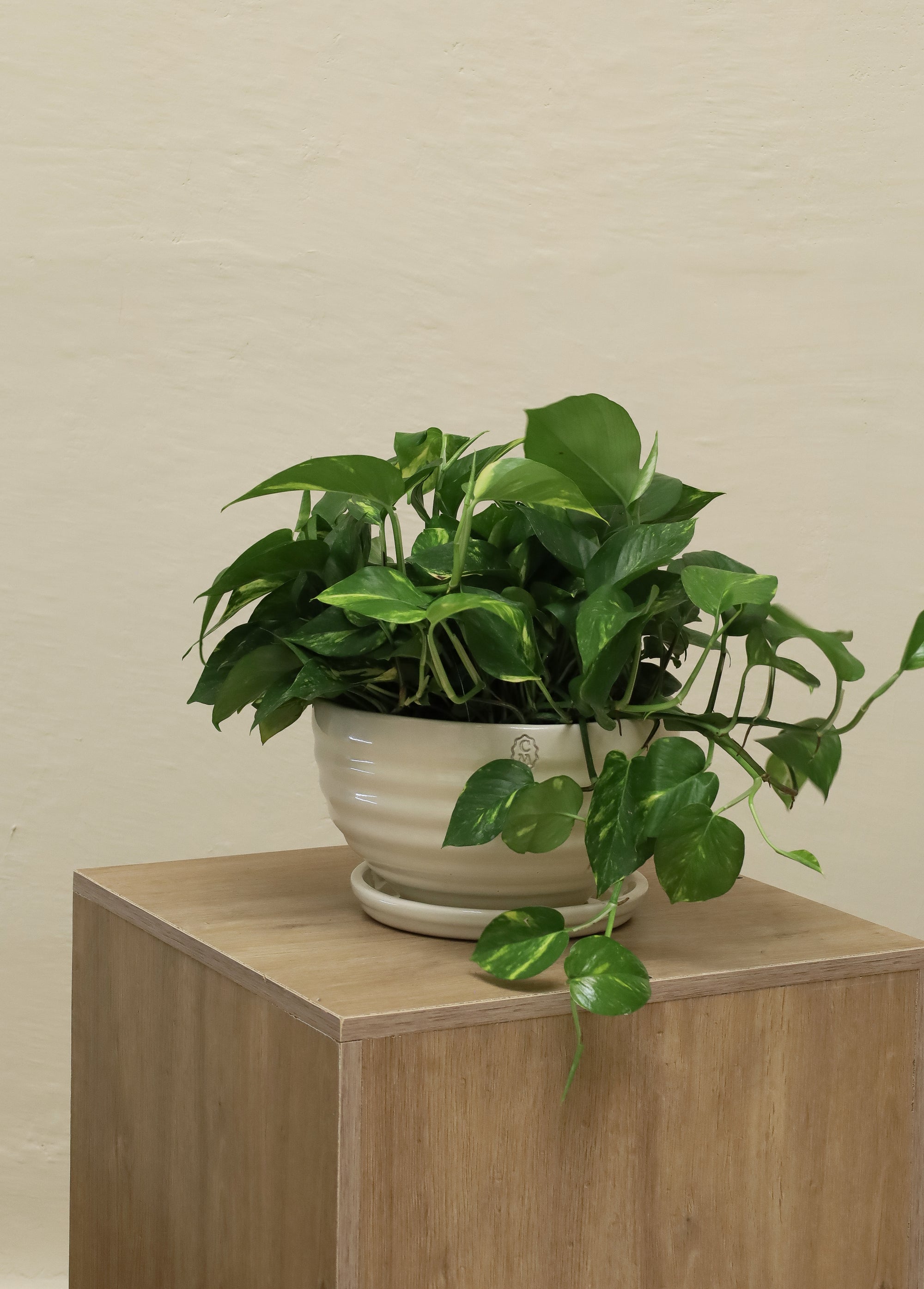 Bowl líneas