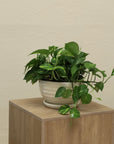 Bowl líneas