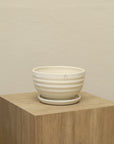 Bowl líneas
