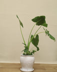 Orquidea Grande