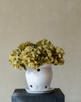 Abertura Chica- Orquidea