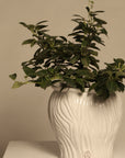 Orquidea Grande