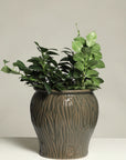 Orquidea Grande